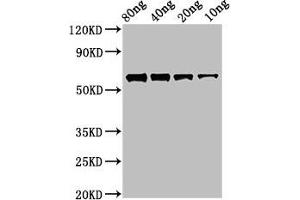 anti-FtsZ (AA 1-383) antibody