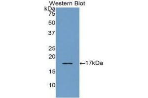 Western Blotting (WB) image for anti-Bone Morphogenetic Protein 6 (BMP6) (AA 375-513) antibody (ABIN3208179) (BMP6 anticorps  (AA 375-513))
