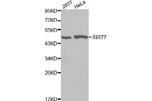 Western blot analysis of 293T cell and Hela cell lysate using SIRT7 antibody. (SIRT7 anticorps  (AA 201-400))