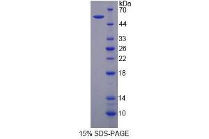 SDS-PAGE analysis of Human FARS2 Protein. (FARS2 Protéine)