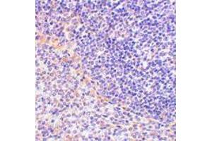 Immunohistochemistry of FAF1 in rat spleen tissue with FAF1 antibody at 2.