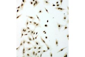 Anti-Lamin B1 antibody, ICC ICC: A549 Cell