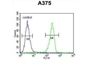 Flow Cytometry (FACS) image for anti-Lumican (LUM) antibody (ABIN3003325) (LUM anticorps)