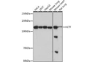 Western blot analysis of extracts of various cell lines, using HLTF Rabbit mAb (ABIN7267600) at 1:1000 dilution. (HLTF anticorps)