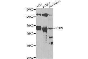 Western blot analysis of extracts of various cell lines, using RTKN antibody. (Rhotekin anticorps)