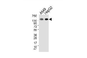 Western blot analysis of extracts from A549 cells (Lane 1) and HepG2 cells (Lane 2), using EGFR (Ab-1172) Antibody. (EGFR anticorps)