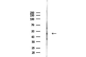 Western blot analysis of lysates from 293 cells(starvation 24h treatment), using PTP1B Antibody at 1/1000 dilution.