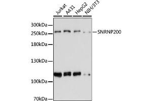 Western blot analysis of extracts of various cell lines, using SNRNP200 antibody (ABIN6133390, ABIN6148204, ABIN6148205 and ABIN6221689) at 1:3000 dilution. (SNRNP200 anticorps  (AA 1947-2136))