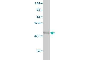 Western Blot detection against Immunogen (36. (ARAF anticorps  (AA 151-250))