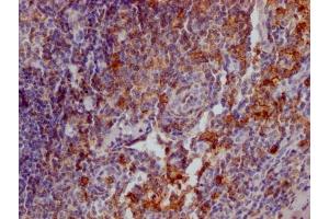 IHC image of ABIN7127394 diluted at 1:100 and staining in paraffin-embedded human tonsil tissue performed on a Leica BondTM system. (Recombinant SELPLG anticorps)
