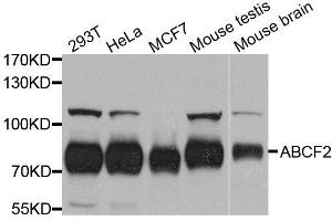 Western blot analysis of extracts of various cell lines, using ABCF2 antibody. (ABCF2 anticorps  (AA 1-250))