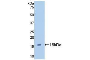 Detection of Recombinant GAL7, Human using Polyclonal Antibody to Galectin 7 (GAL7) (LGALS7 anticorps  (AA 1-136))