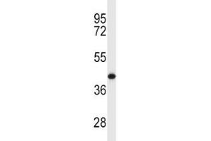 MCL1 antibody western blot analysis in Y79 lysate.