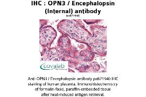 Image no. 1 for anti-Opsin 3 (OPN3) (Internal Region) antibody (ABIN1737653) (OPN3 anticorps  (Internal Region))