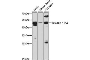 Western blot analysis of extracts of various cell lines, using Tafazzin / TAZ antibody (ABIN6128849, ABIN6148874, ABIN6148876 and ABIN6216460) at 1:3000 dilution. (TAZ anticorps  (AA 174-248))