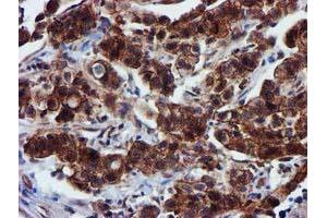 Image no. 8 for anti-Epsin 2 (EPN2) antibody (ABIN1498051) (Epsin 2 anticorps)