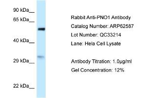 Western Blotting (WB) image for anti-Partner of NOB1 Homolog (PNO1) (N-Term) antibody (ABIN2789185) (PNO1 anticorps  (N-Term))