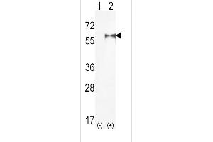Western blot analysis of PIP5K1A using rabbit polyclonal hPIP5K1A-R34 using 293 cell lysates (2 ug/lane) either nontransfected (Lane 1) or transiently transfected (Lane 2) with the PIP5K1A gene. (PIP5K1A anticorps  (N-Term))