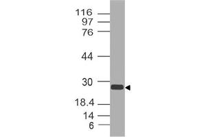 Image no. 1 for anti-Anterior Pharynx Defective 1 Homolog A (C. Elegans) (APH1A) (AA 11-245) antibody (ABIN5027035) (APH1A anticorps  (AA 11-245))