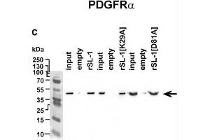 Analysis of rSLURP-1 targets in A549 cells. (PDGFRA anticorps  (AA 179-361))