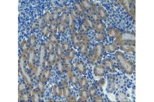 IHC-P analysis of kidney tissue, with DAB staining. (CXCL11 anticorps  (AA 22-100))