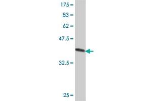 Western Blot detection against Immunogen (38. (SOX6 anticorps  (AA 1-109))