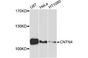 Western blot analysis of extracts of various cell lines, using CNTN4 antibody (ABIN4903330) at 1:1000 dilution.