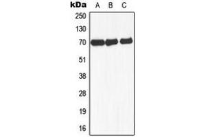 Western blot analysis of NCOA4 expression in MCF7 (A), mouse liver (B), rat lung (C) whole cell lysates.