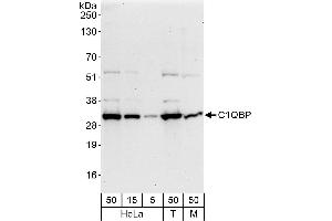 Western Blotting (WB) image for anti-Complement Component 1, Q Subcomponent Binding Protein (C1QBP) (AA 232-282) antibody (ABIN7453535)