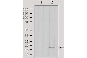 Western blot analysis of extracts from 293, using AIF1 Antibody.