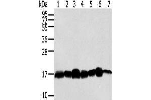 Western Blot analysis of Hela, NIH/3T3, LNCap and 293T cells, Mouse brain tissue, A549 and Jurkat cells using NME2 Polyclonal Antibody at dilution of 1/300
