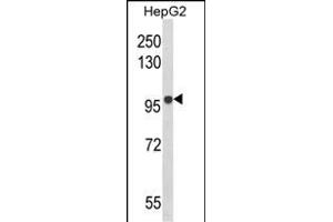 Western blot analysis of BANK1 Antibody (Center) (ABIN652611 and ABIN2842409) in HepG2 cell line lysates (35 μg/lane). (BANK1 anticorps  (AA 119-146))