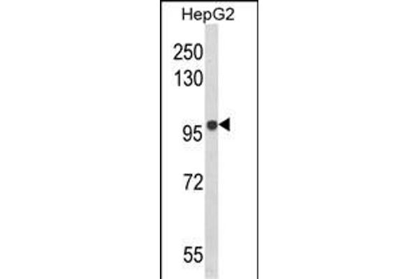 BANK1 anticorps  (AA 119-146)