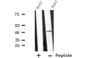 Western blot analysis of extracts from HepG2 cells using ANGPTL7 antibody. (ANGPTL7 anticorps  (C-Term))