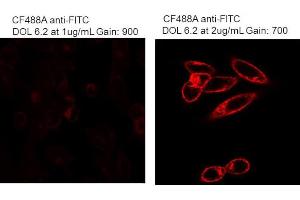 Immunofluorescence Microscopy of Mouse Anti-Fluorescein antibody. (Fluorescein anticorps)