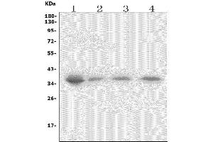 Western blot analysis of Xrcc2 using anti-Xrcc2 antibody (ABIN7601994).