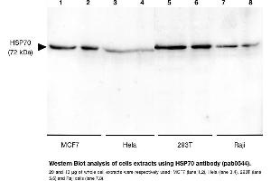 Image no. 1 for anti-Heat Shock 70kDa Protein 1A (HSPA1A) antibody (ABIN347743) (HSP70 1A anticorps)