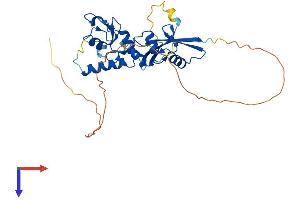 AlphaFold protein structure predicition of Mouse Recombinant Bmi1 Protein, UniprotID P25916