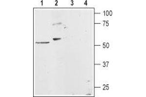 Western blot analysis of rat heart membranes (lanes 1 and 3) and rat basophilic leukemia (RBL) cell lysates (lanes 2 and 4): - 1,2.
