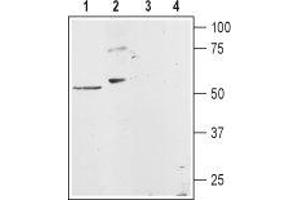 Western blot analysis of rat heart membranes (lanes 1 and 3) and rat basophilic leukemia (RBL) cell lysates (lanes 2 and 4): - 1,2. (HRH1 anticorps  (3rd Intracellular Loop))