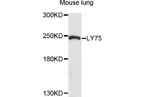 Western blot analysis of extracts of mouse lung, using LY75 antibody (ABIN6003771) at 1/1000 dilution. (LY75/DEC-205 anticorps)