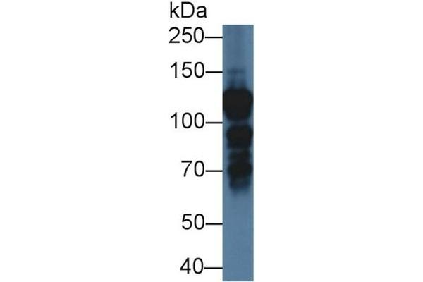 Interleukin enhancer-binding factor 3 (ILF3) (AA 672-891) 抗体
