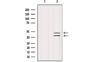 Western blot analysis of extracts from Hela, using SUGT1 Antibody. (SUGT1 anticorps  (C-Term))