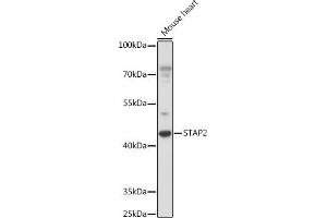 Western blot analysis of extracts of Mouse heart, using ST antibody (ABIN7270313) at 1:1000 dilution. (STAP2 anticorps  (AA 130-220))