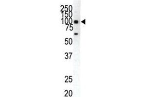 Western blot analysis of EphA1 antibody and HeLa cell lysate.
