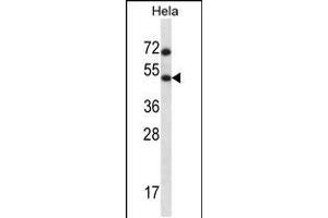 Western blot analysis in Hela cell line lysates (35ug/lane). (HSFX1 anticorps  (AA 201-230))