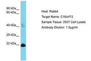 Image no. 1 for anti-Chromosome 16 Open Reading Frame 13 (C16ORF13) (AA 50-99) antibody (ABIN6750484) (C16ORF13 anticorps  (AA 50-99))