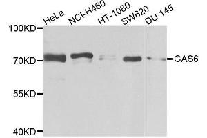 Western blot analysis of extracts of various cell lines, using GAS6 antibody. (GAS6 anticorps  (AA 100-300))