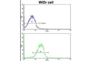 Flow cytometric analysis of MDA-231 cells using CLU antibody (C-term)(bottom histogram) compared to a negative control cell (top histogram). (CLUAP1 anticorps  (C-Term))