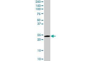 Western Blotting (WB) image for anti-RAB6A, Member RAS Oncogene Family (RAB6A) (AA 109-208) antibody (ABIN598568) (RAB6A anticorps  (AA 109-208))